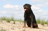 ROTTWEILER 322